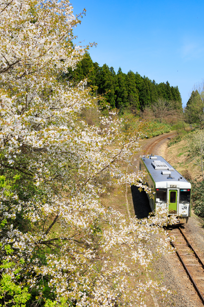桜を愛でながら 01
