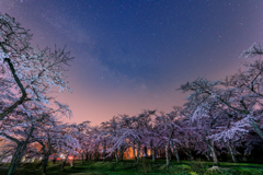 夜霧の桜