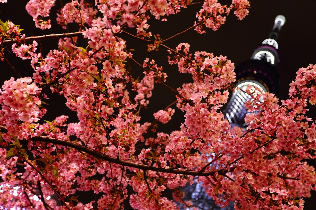 桜ツリー V