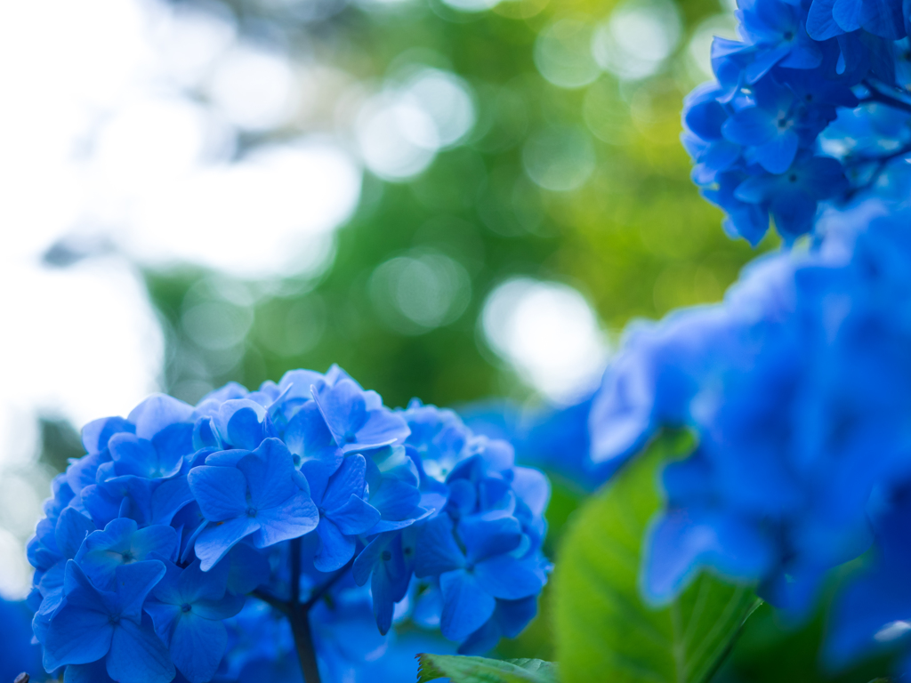 北国の紫陽花 II