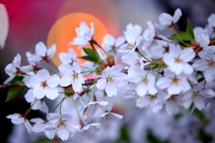 桜前線北上中 VII
