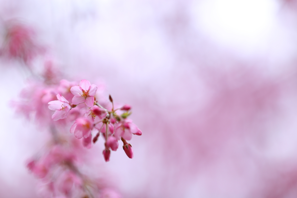 枝垂れ桜 II