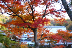 円覚寺の秋 06 円覚寺の秋 06