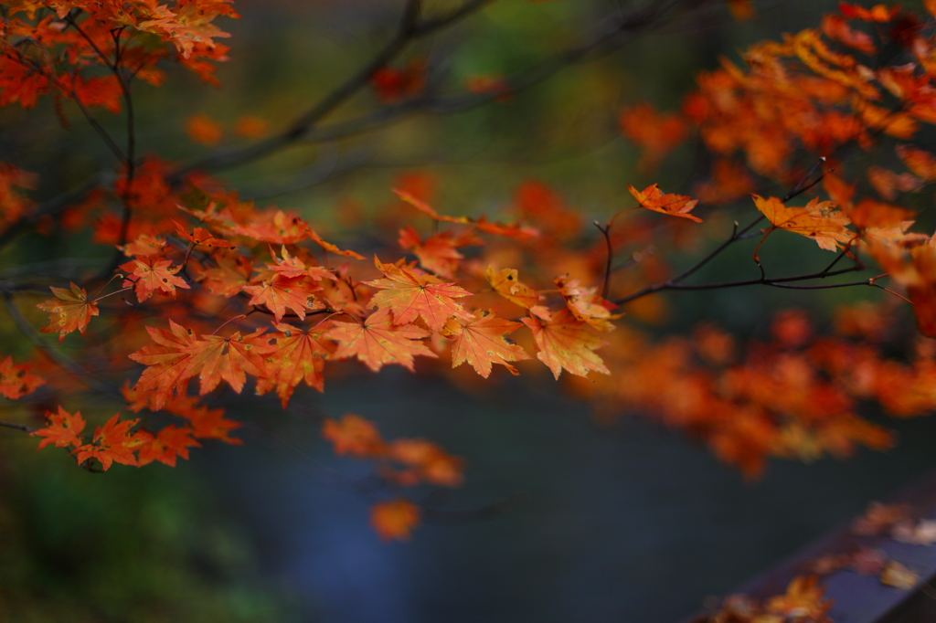 紅葉の奥入瀬渓流 27
