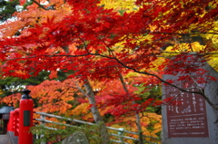 早朝の中野もみじ山