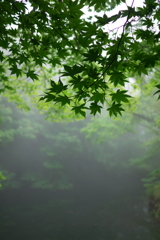 霧の軽井沢にて