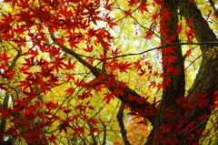 紅銀杏