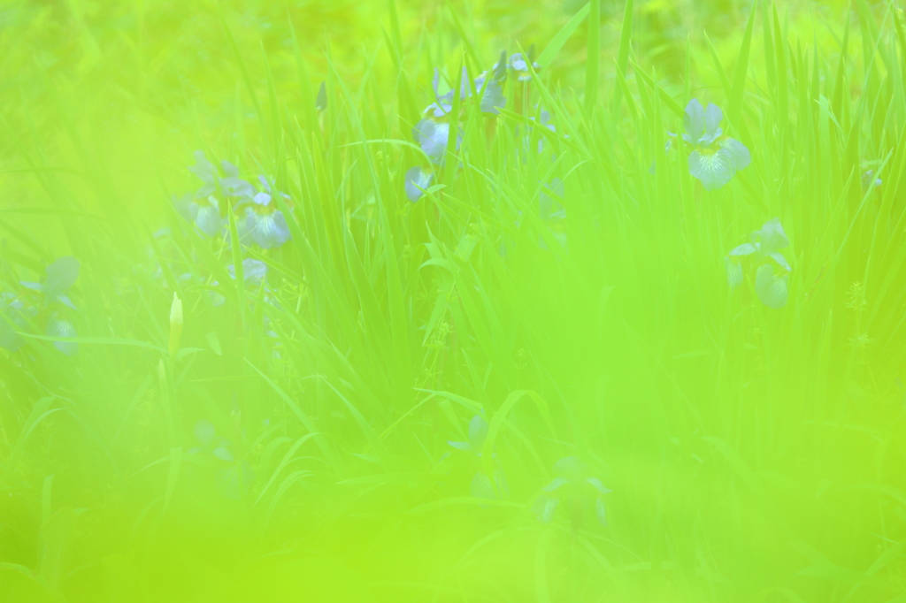 Flowers near VII