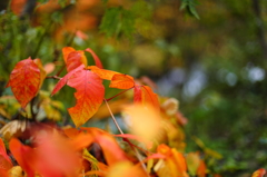 紅葉の奥入瀬渓流 34