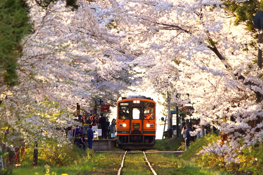 桜のアーチ