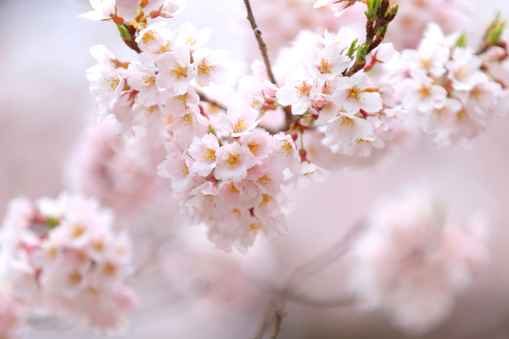 石割桜 III