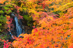 もみじ山の紅葉 IV