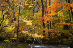 紅葉の奥入瀬渓流 41