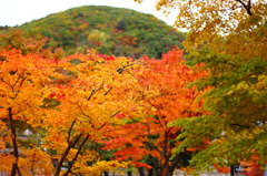 紅葉の奥入瀬渓流 01