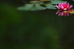 Lotus IV