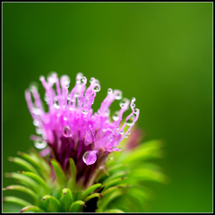 水玉花