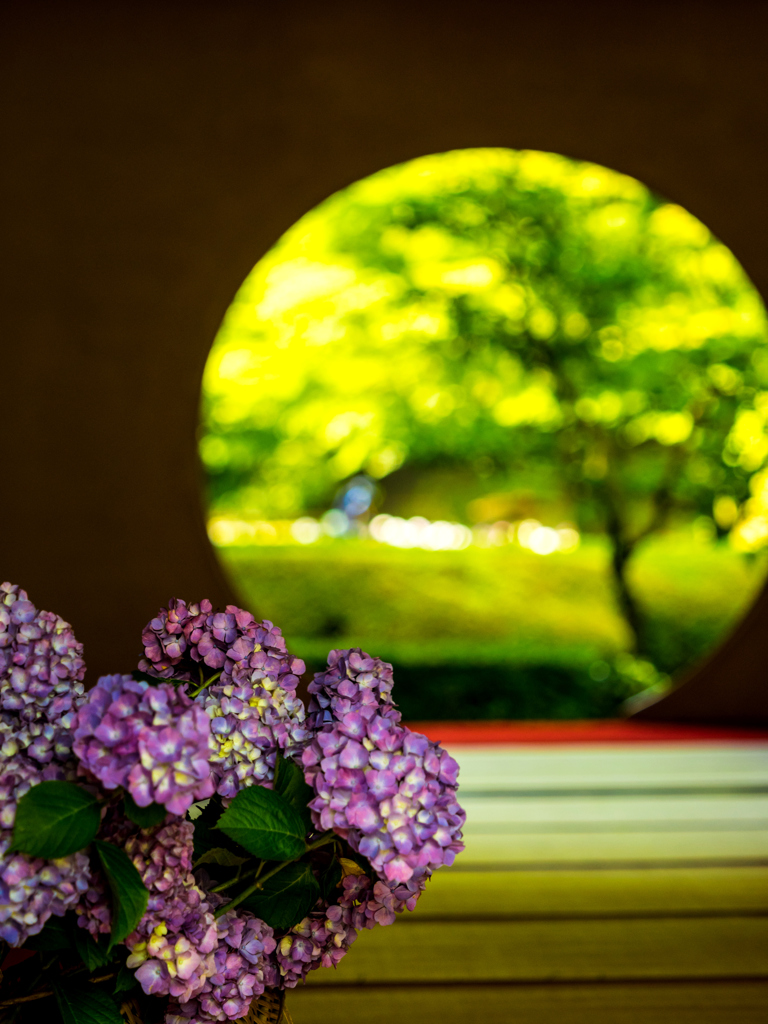 明月院・紫陽花 I