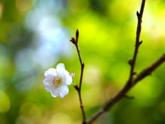秋の桜 I -東慶寺-