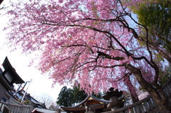 盛岡の桜 V