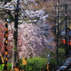 春の箱根 V
