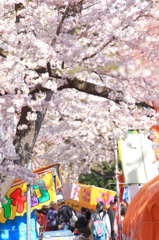 津鉄の桜II XI