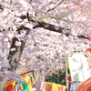 津鉄の桜II XI