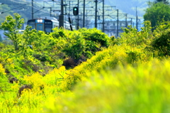 田園風景 III