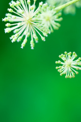 線路脇に咲く草花 IV