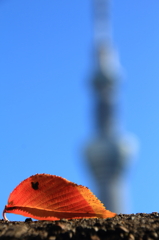 秋のスカイツリー