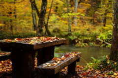 紅葉の奥入瀬渓流 08