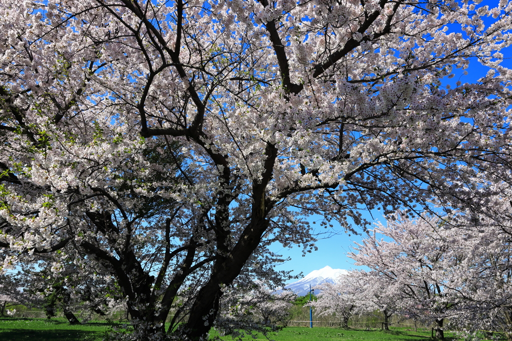 霊峰と桜 II