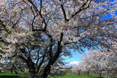 霊峰と桜 II