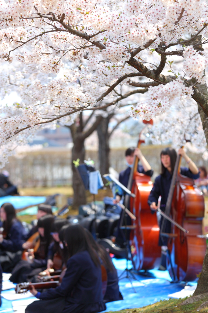 盛岡の桜 XIII