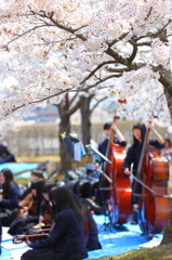 盛岡の桜 XIII