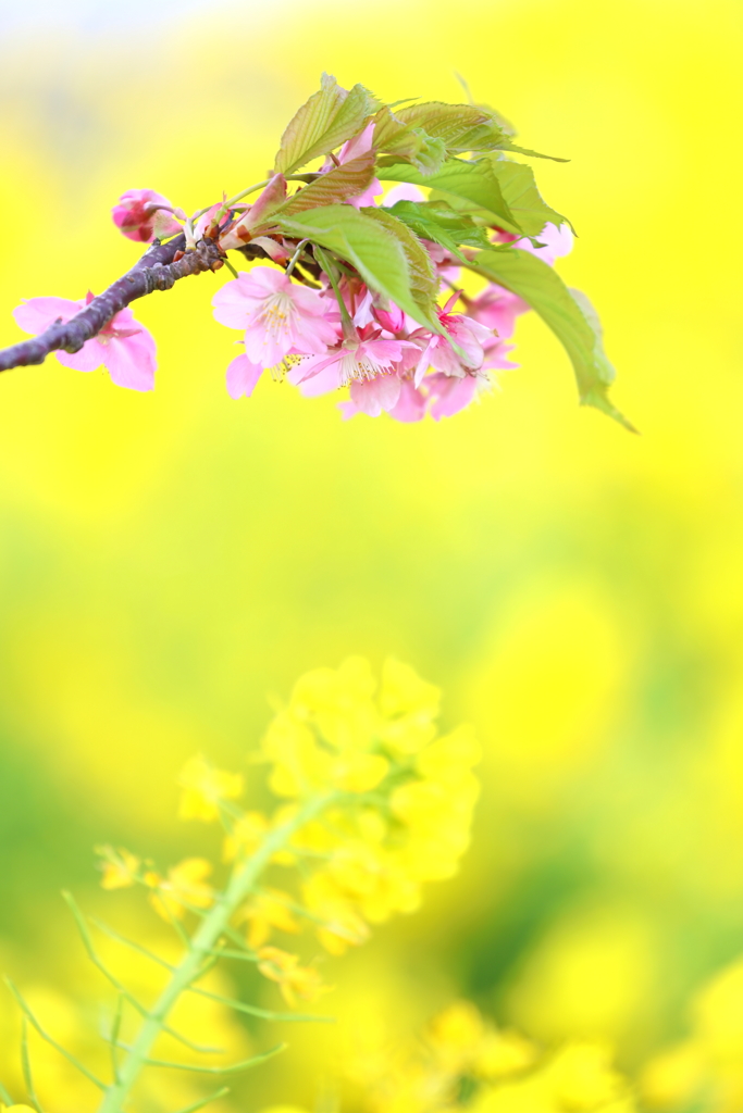 春探し IV