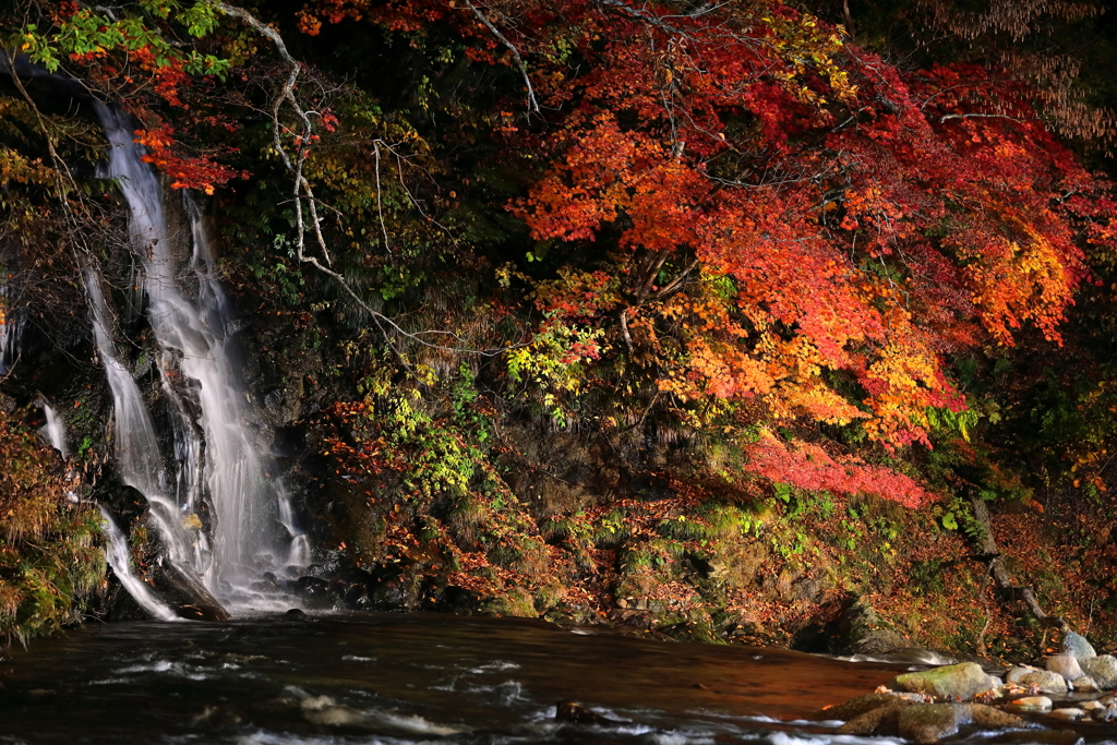 中野もみじ山の秋 III