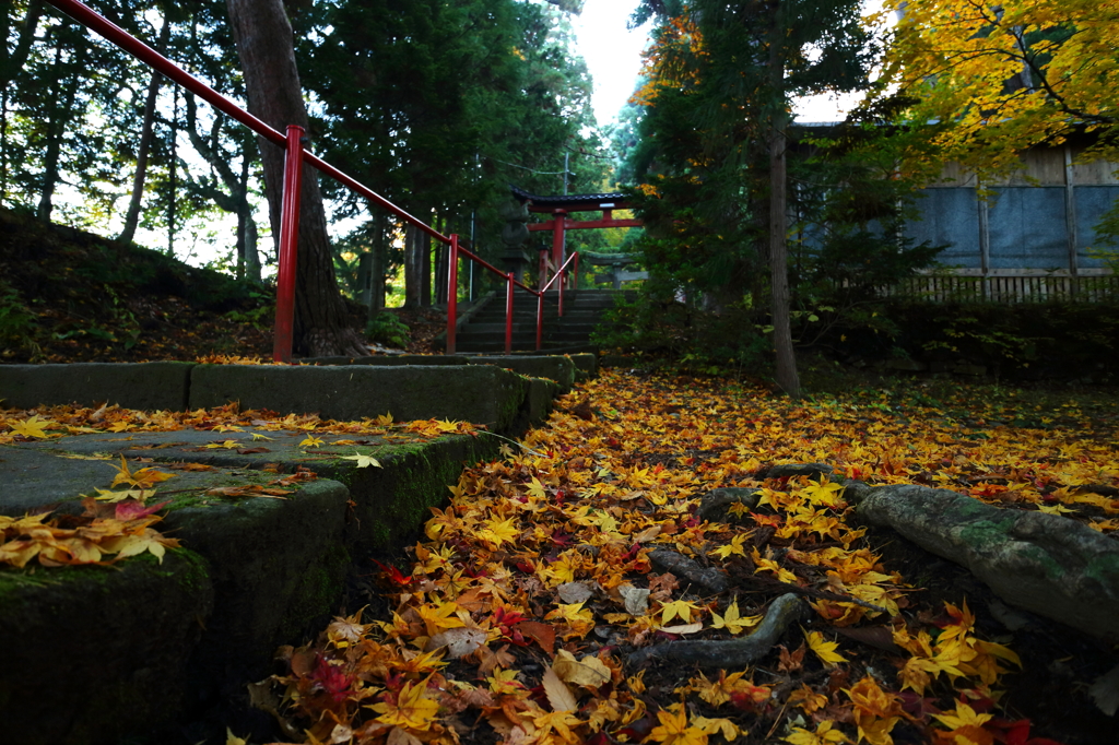 中野もみじ山 2014 VIII