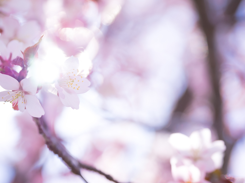 春の便り III