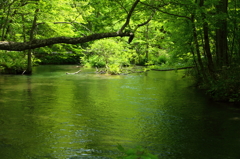 River of green