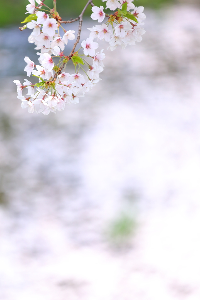 盛岡の桜 XI