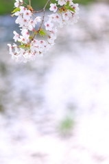 盛岡の桜 XI