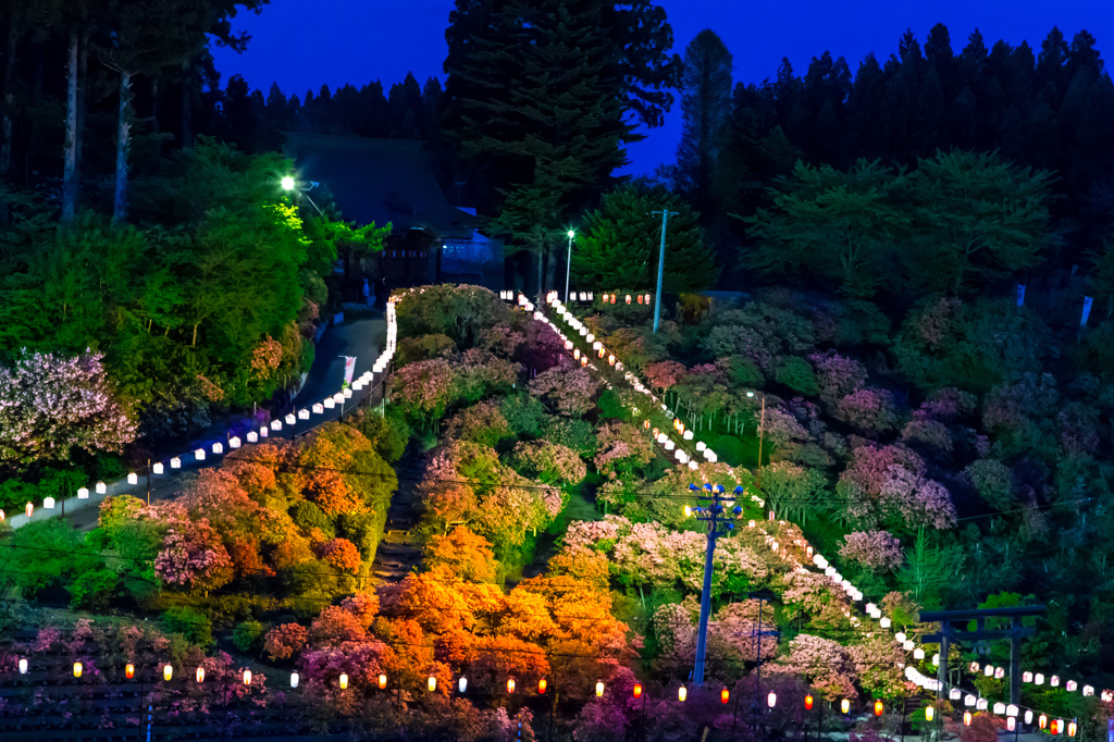 夜の天王つつじ
