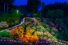 夜の天王つつじ