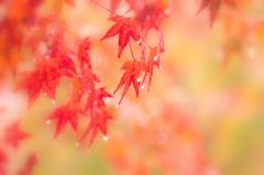 雨の雫