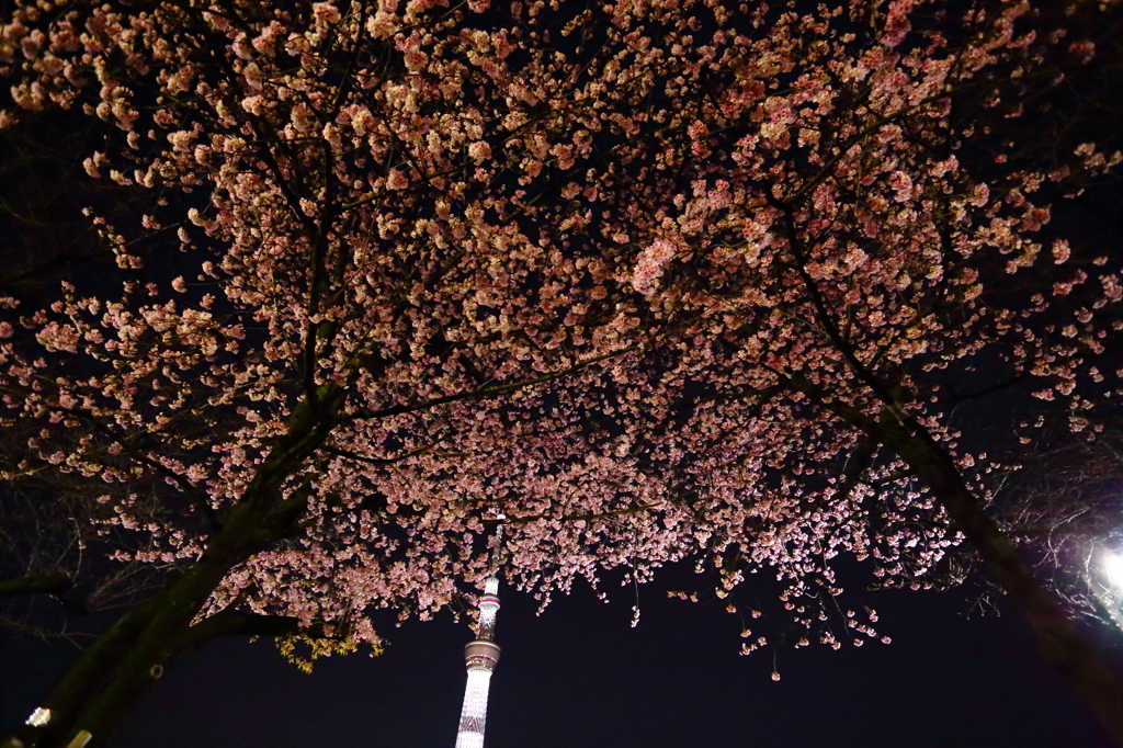桜ツリー VI