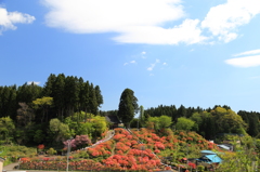 天王神社のつつじまつり