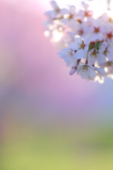 津鉄の桜II III