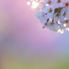 津鉄の桜II III