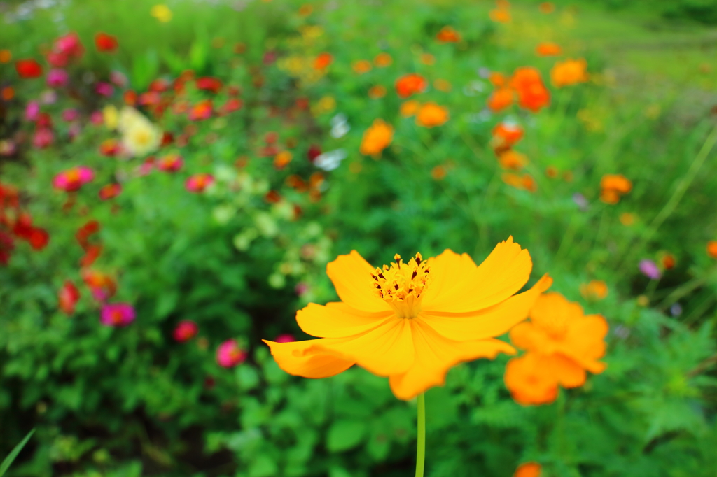 Flower garden II