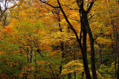 紅葉の奥入瀬渓流 14